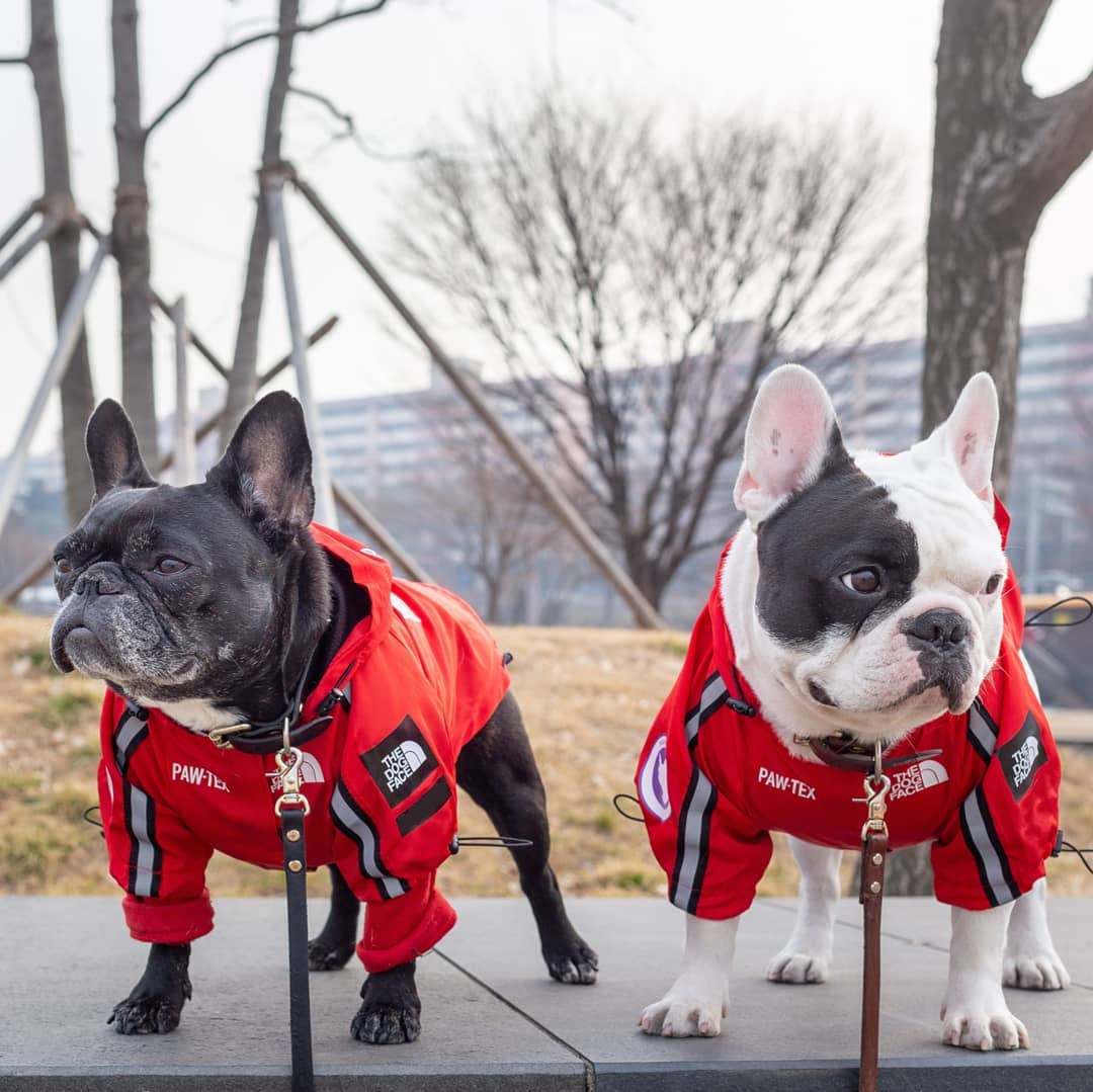 The Dog Face Weatherproof Jacket